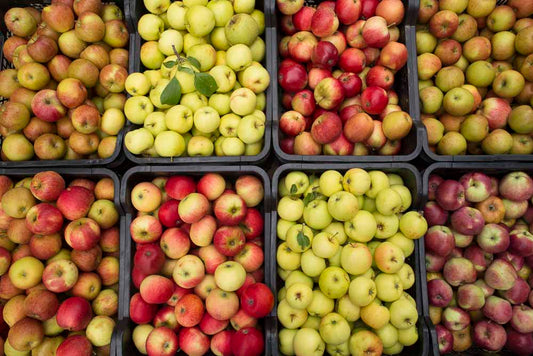 Apple Harvest