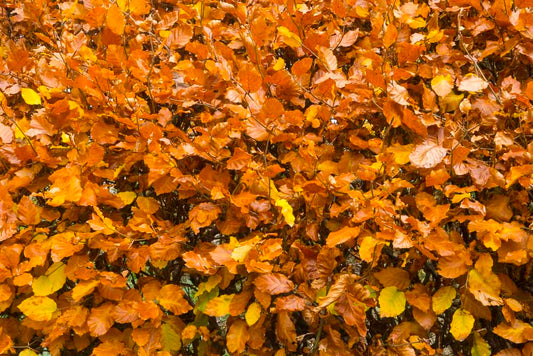 Autumn Colours