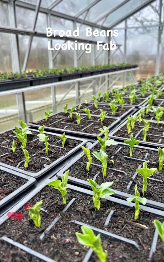 Fencing and Sowing