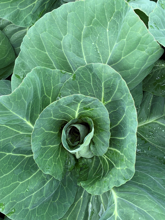 The Humble Cabbage