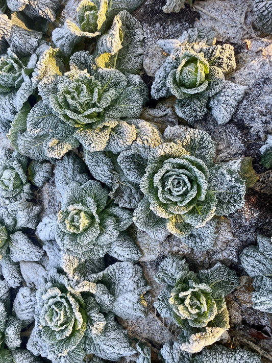 Winter has arrived - and it's Cold!