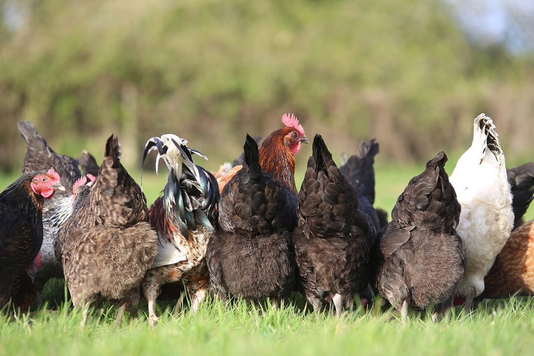 Chicken Run