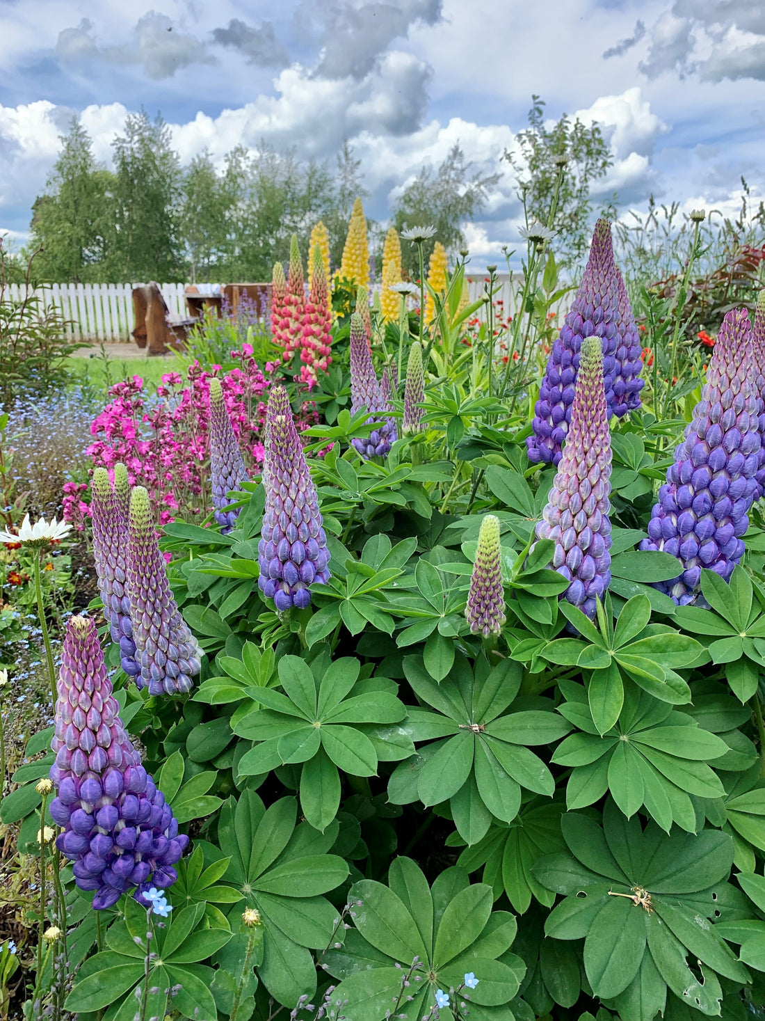 Summer is blooming