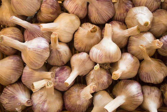 Garlic Harvest