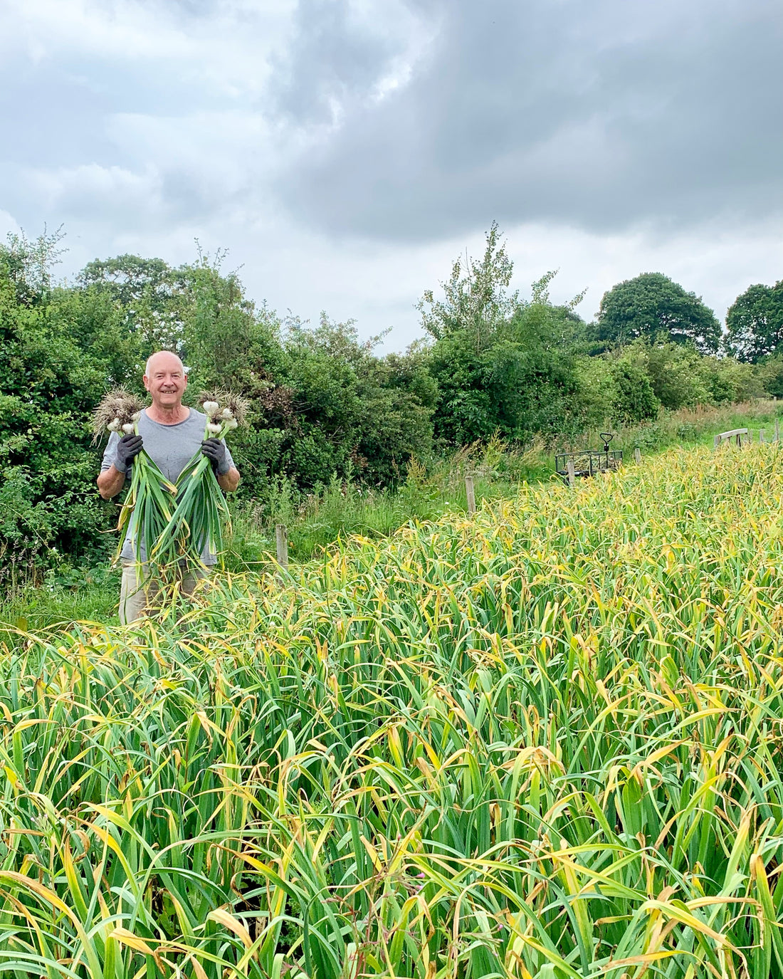 Garlic Harvest 2021
