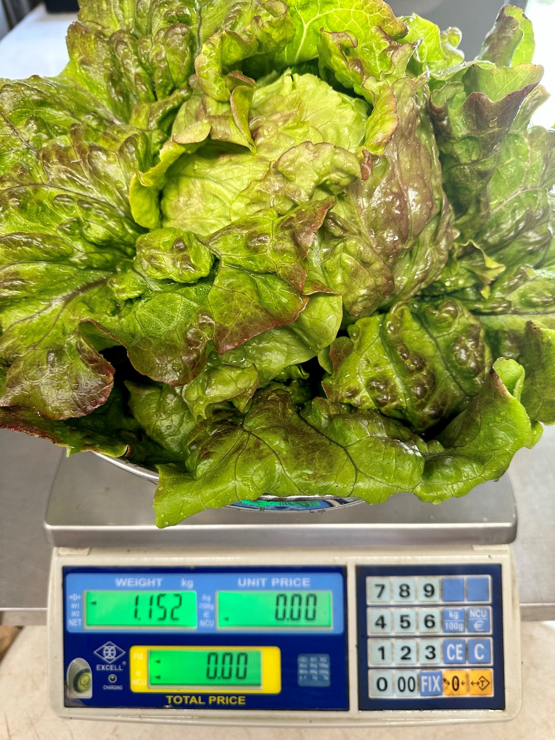 Lettuces are Amazing