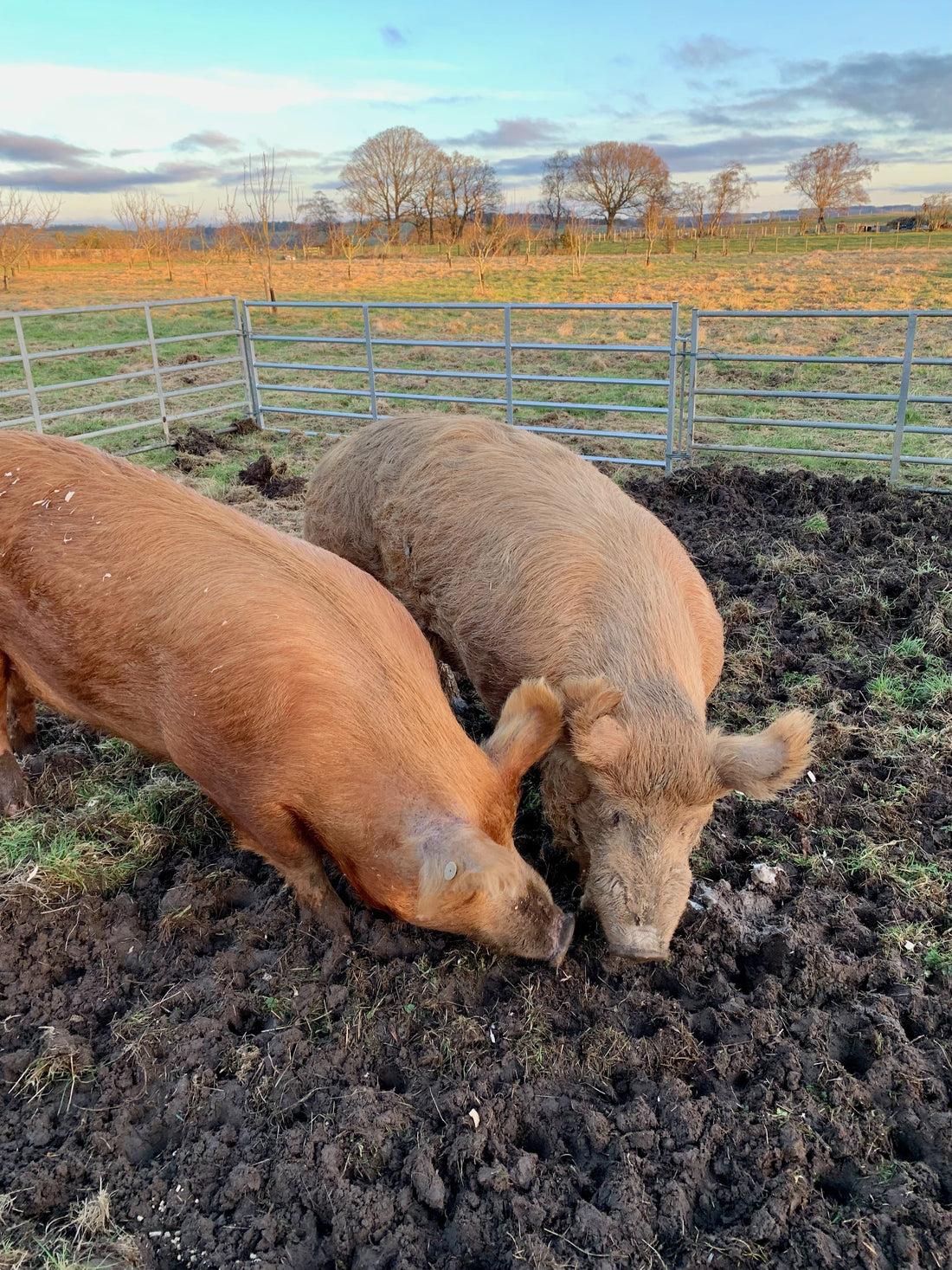 Romance in the Pig Pen