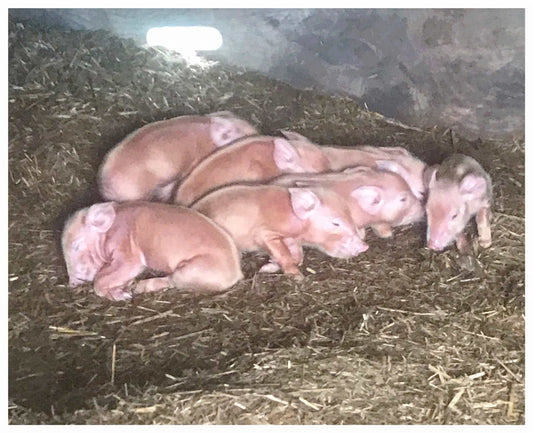 Piglets Have Arrived