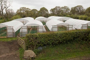 Three New Polytunnels