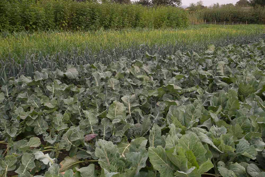Crops Doing Well