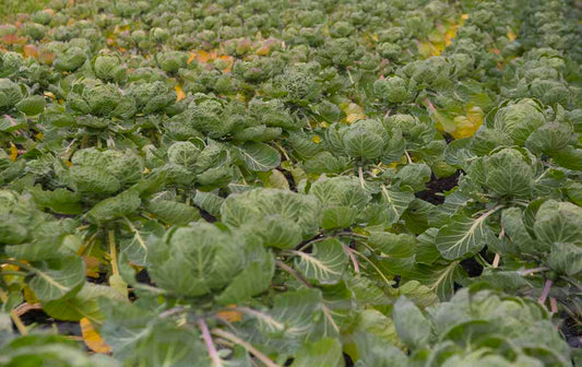 More to Harvest