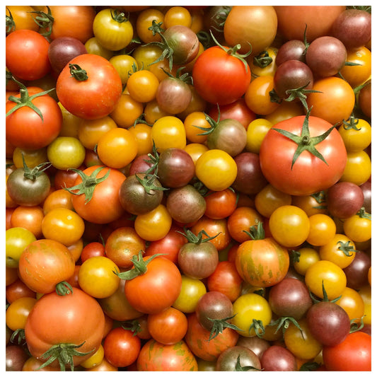 Tomato Harvest