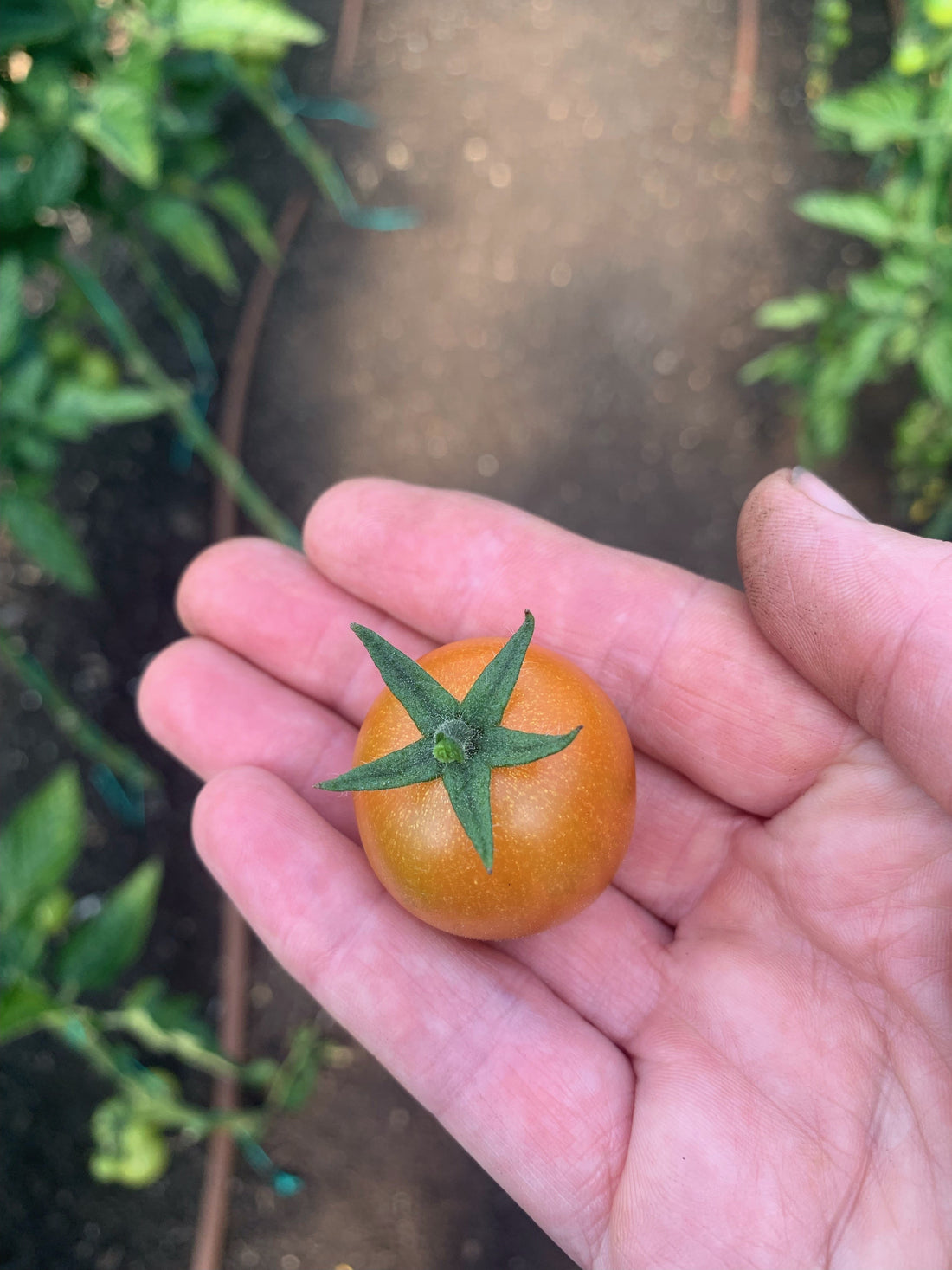 Tomato Season