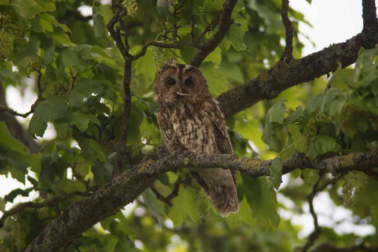 Amazing Wildlife