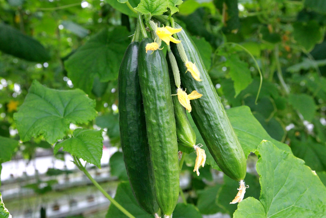 Cucumber