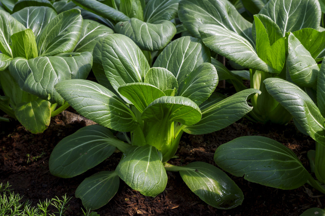 Pak Choi