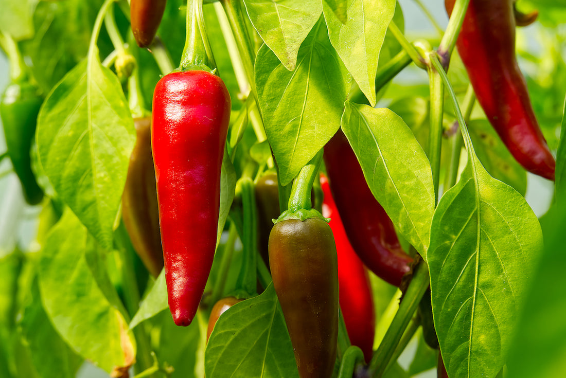 Peppers (Chilli)