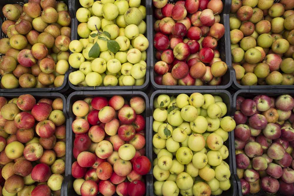 Apple Harvest