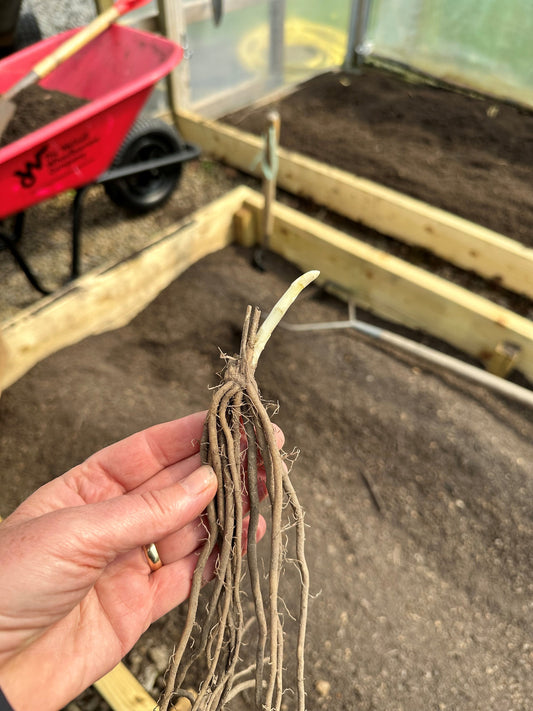 More and More Planting Out