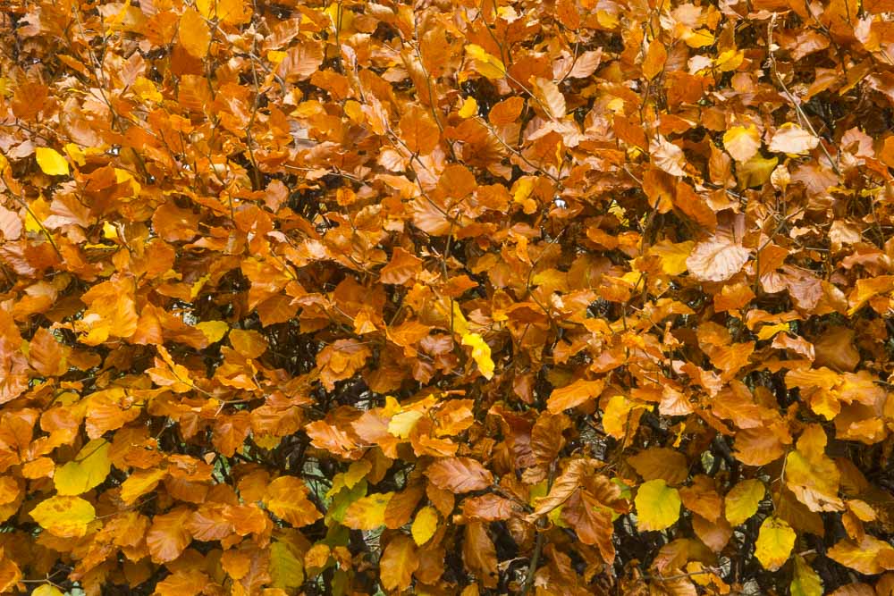 Autumn Colours