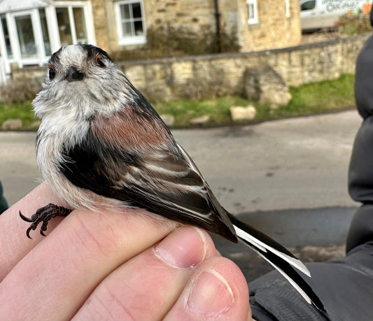 Bird Ringing on the Farm