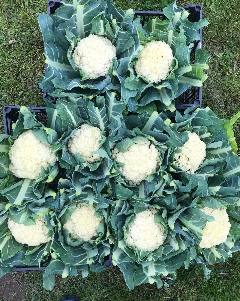 Lots of Harvesting and Re-Planing