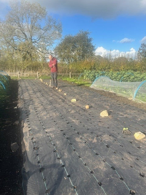 Next year's Garlic has been planted