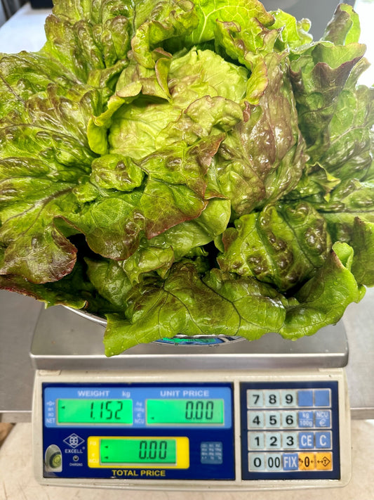 Lettuces are Amazing