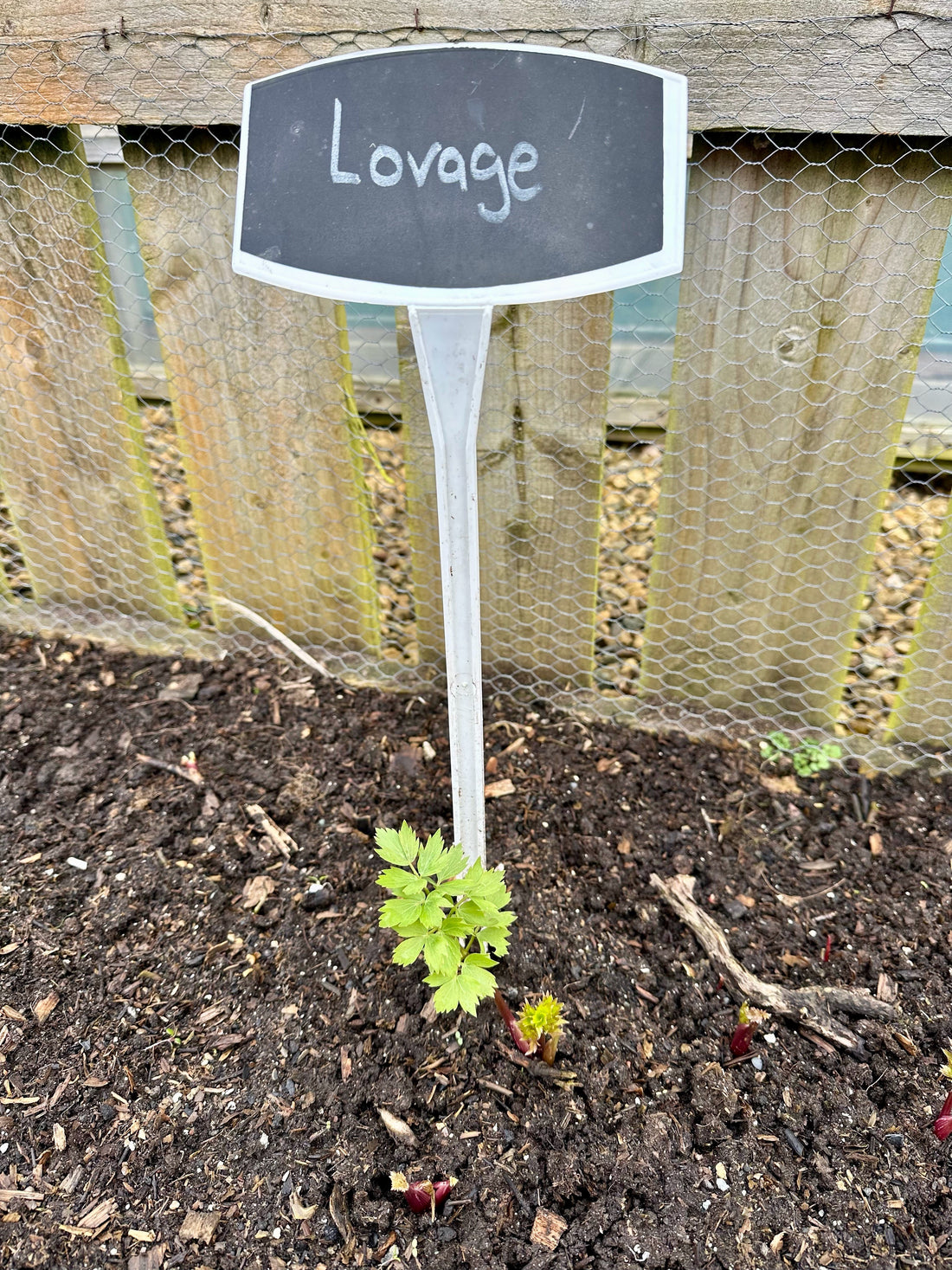 Green shoots