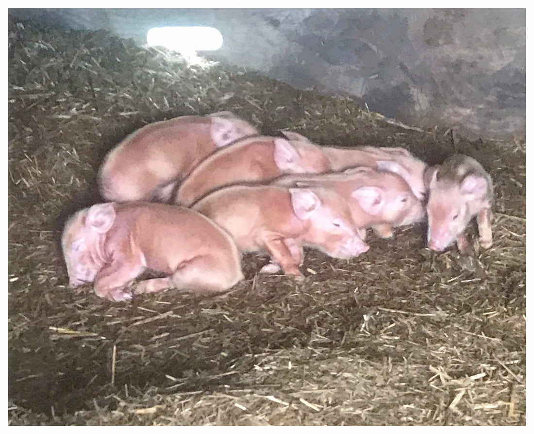 Piglets Have Arrived