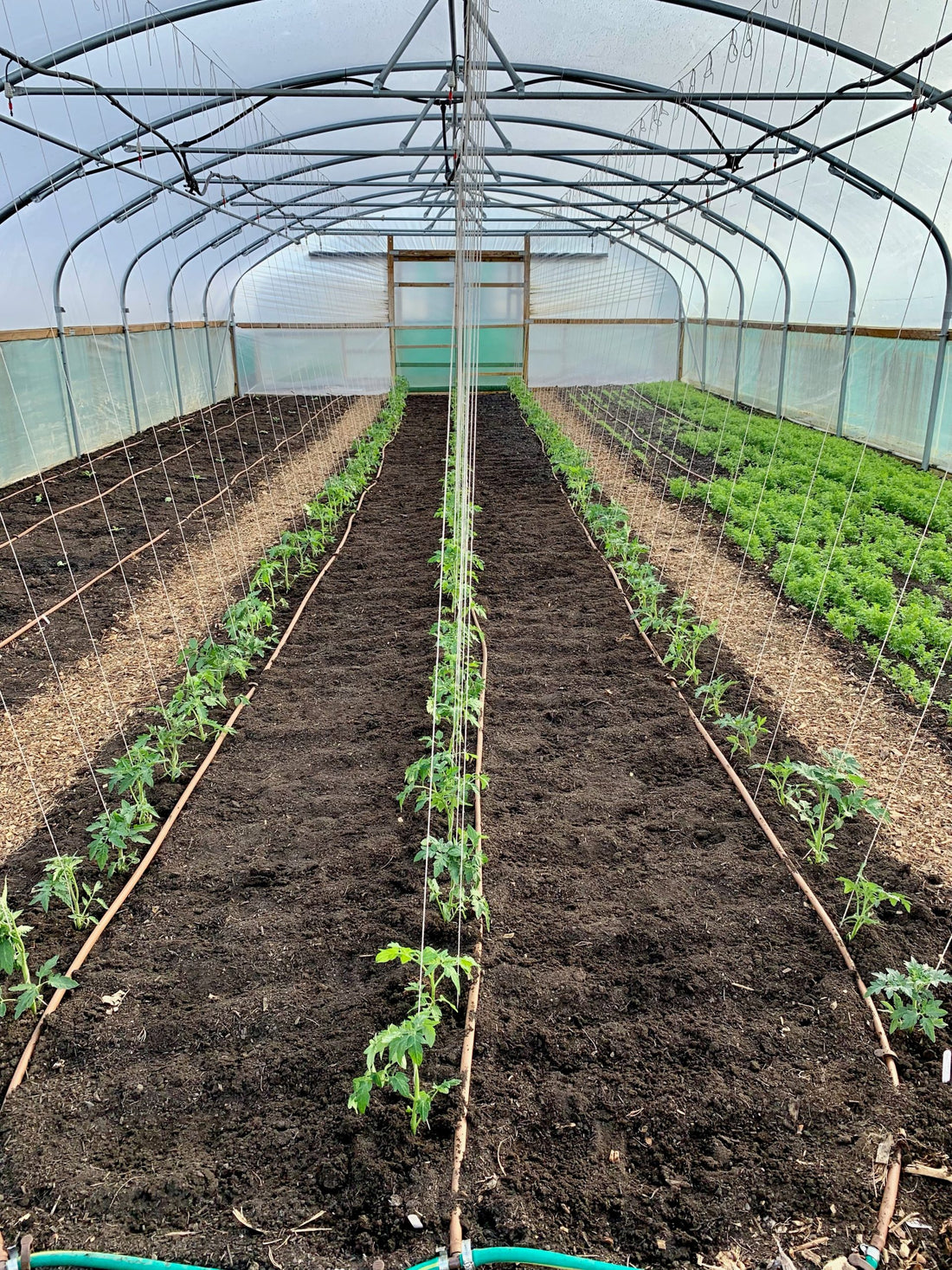 First of Tomatoes Transplanted