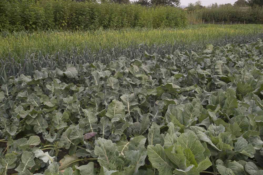 Crops Doing Well