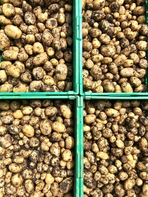 Potato Harvest