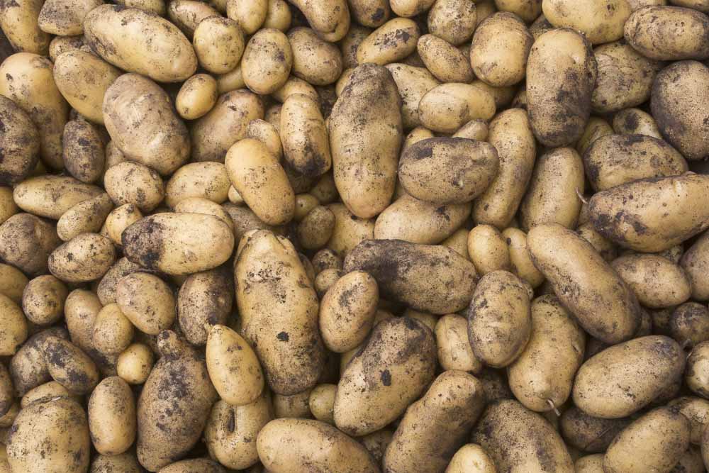 Listening to No-Till Podcast