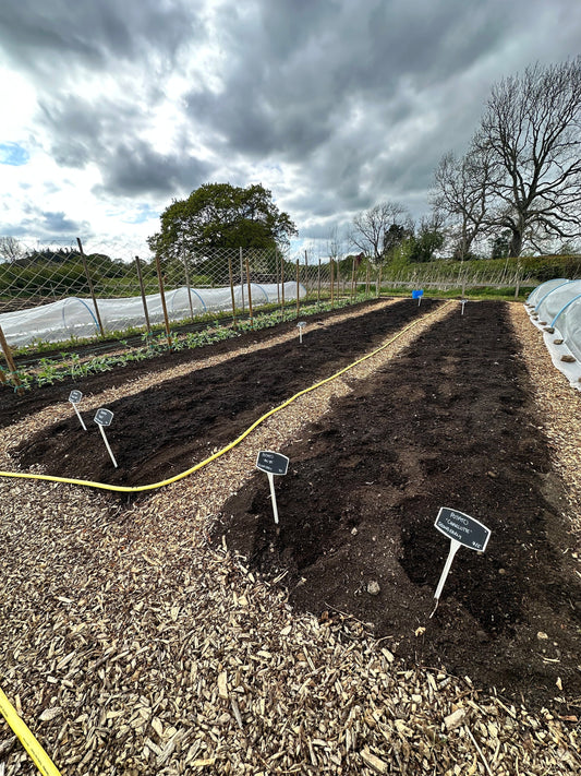 More and More Seeding and Planting Out