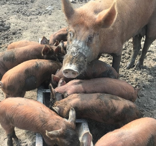 Piglet Update