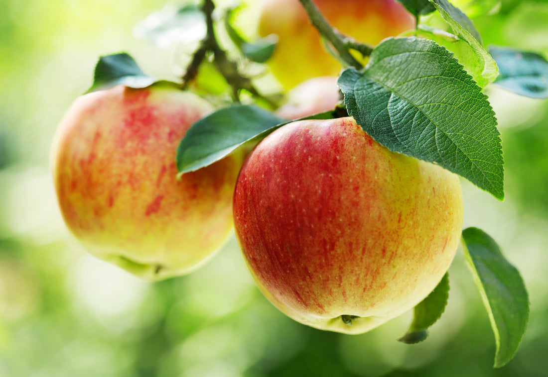 Orchard Fruit